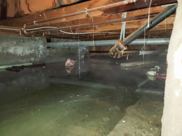Best Water damage contractors near me  in Calvert City, KY